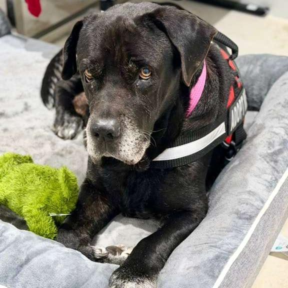 Bootsie, Adoptable, Senior Male Mixed Breed.