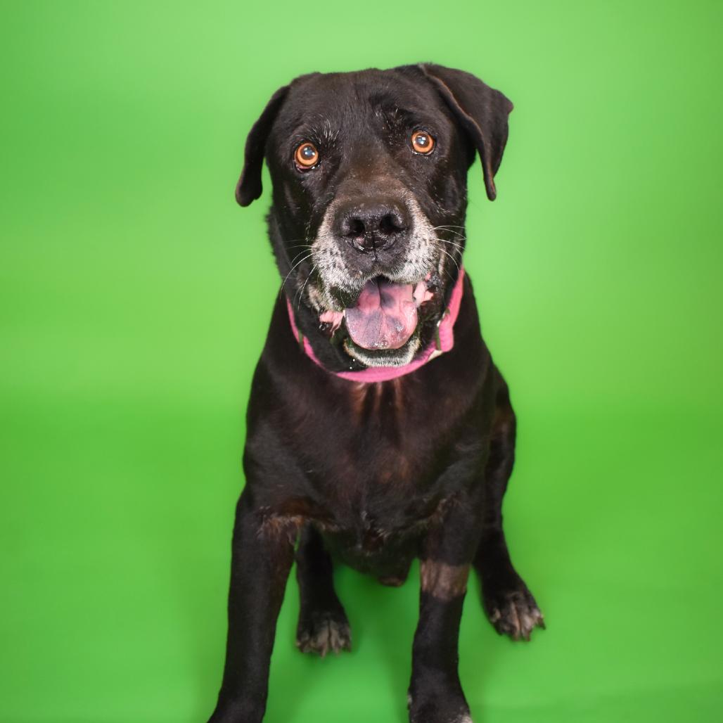 Bootsie, a Adoptable Mixed Breed in West Palm Beach, FL image 2/5