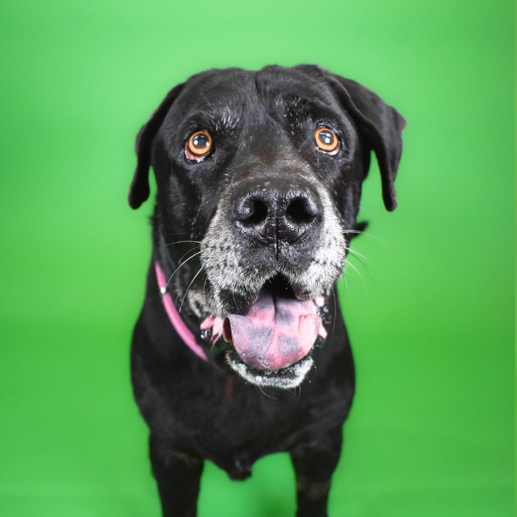 Bootsie, a Adoptable Mixed Breed in West Palm Beach, FL image 3/5