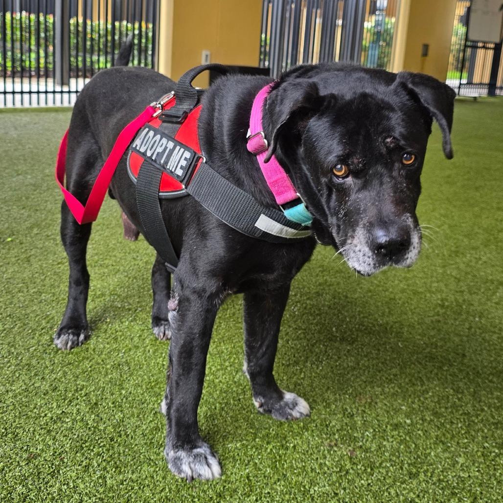 Bootsie, a Adoptable Mixed Breed in West Palm Beach, FL image 4/5