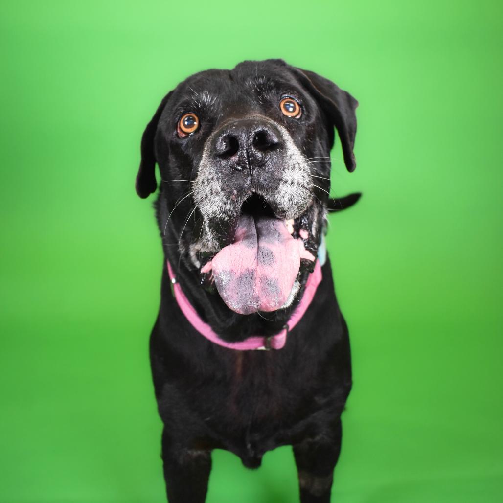 Bootsie, a Adoptable Mixed Breed in West Palm Beach, FL image 5/5