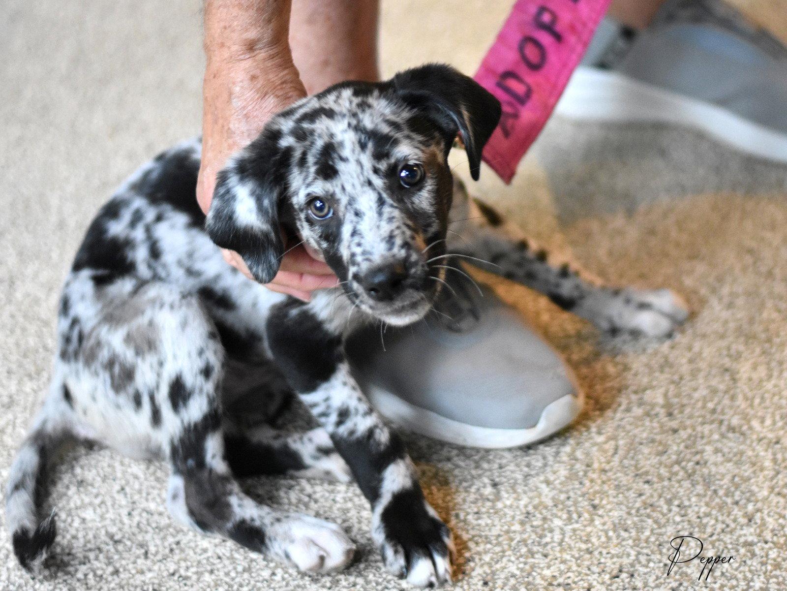 Pepper, Adopted, Young Female Catahoula Leopard Dog & Australian Cattle Dog / Blue Heeler.
