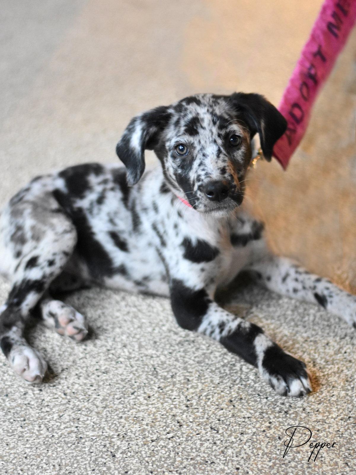 Pepper, a Adopted mixed breed in Montgomery, TX image 2/3