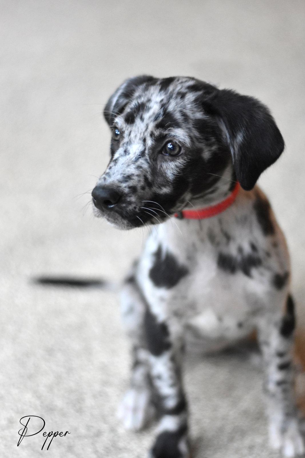 Pepper, a Adopted mixed breed in Montgomery, TX image 3/3