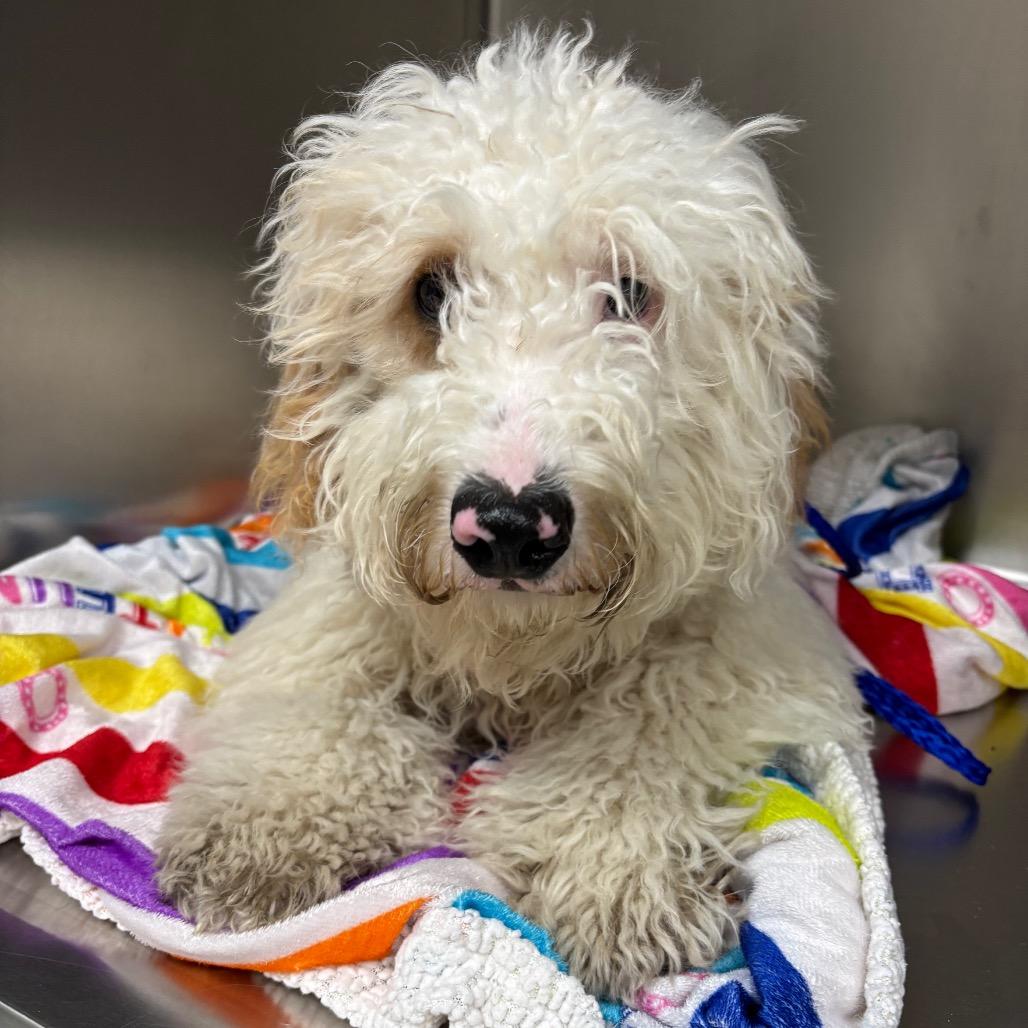 Hermit, Adoptable, Young Male Standard Poodle.