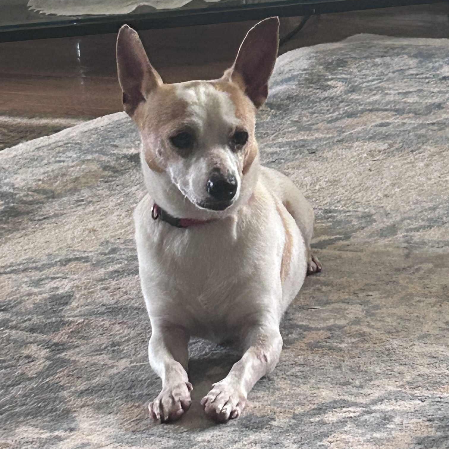 Chico, Adult Male Chihuahua