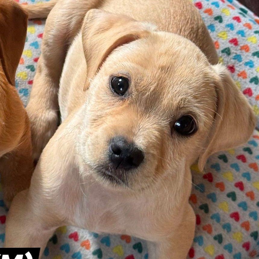 Chip Ahoy, ADOPTABLE, Young Male Dachshund & Terrier.