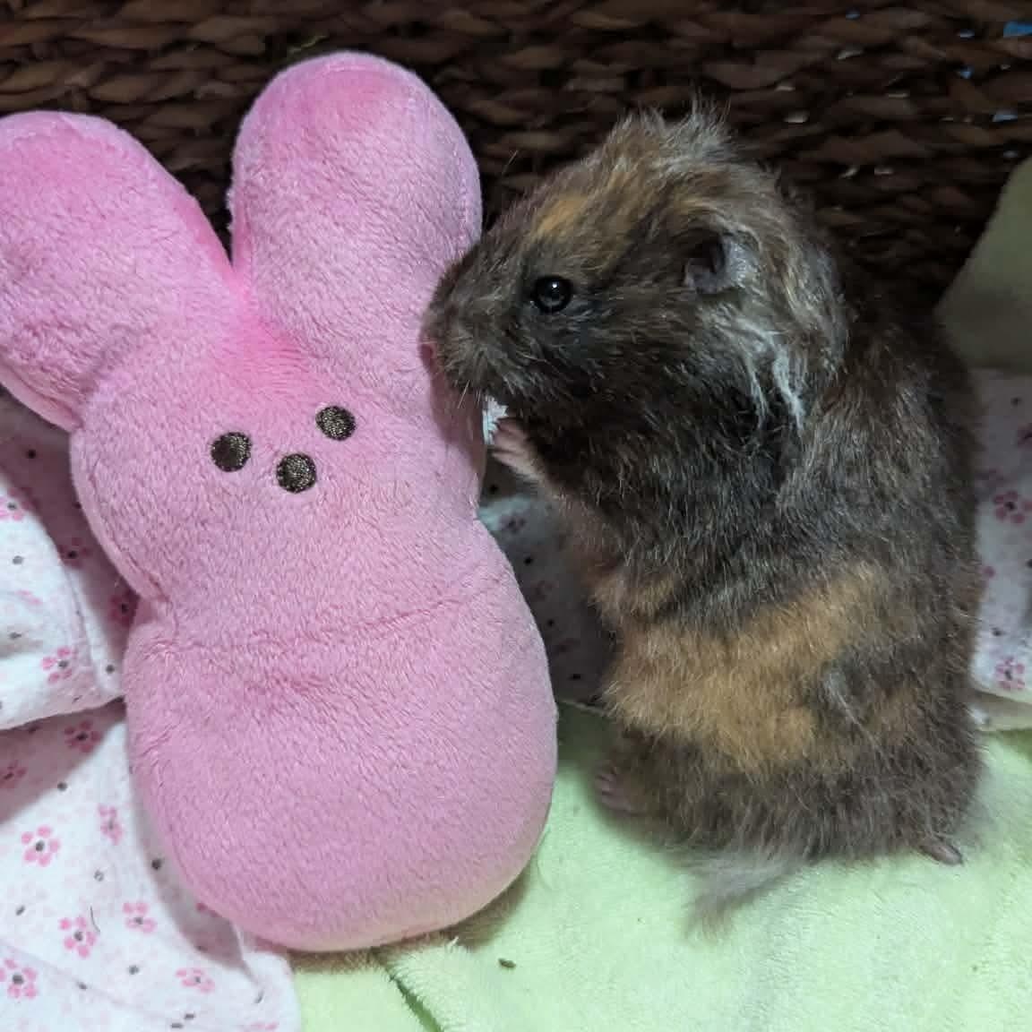 Barbara, ADOPTABLE, Adult Female Hamster.