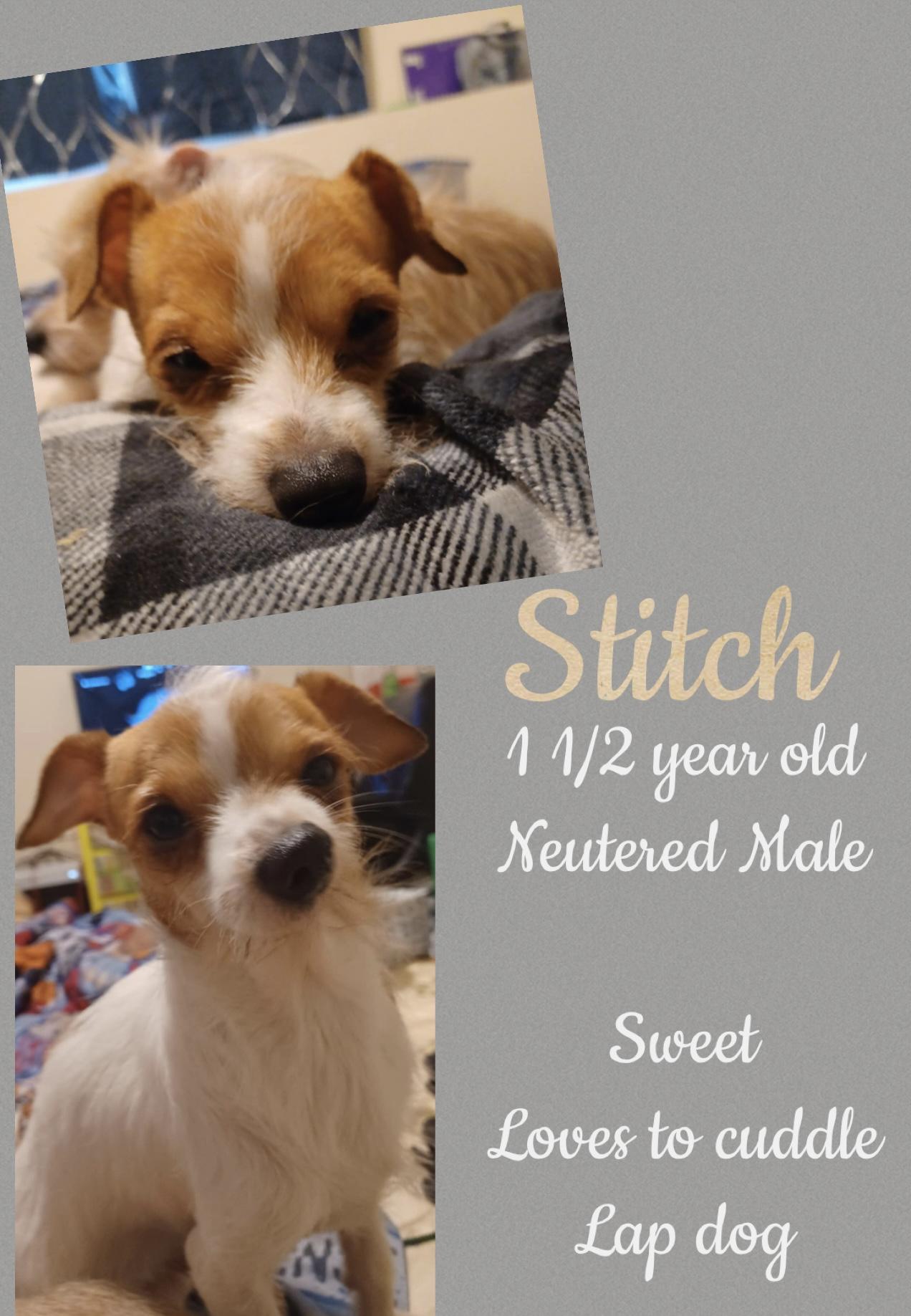 Stitch, an adoptable Jack Russell Terrier in Brigham City, UT, 84302 | Photo Image 1