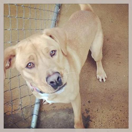 Lola, Adoptable, Adult Female Retriever.