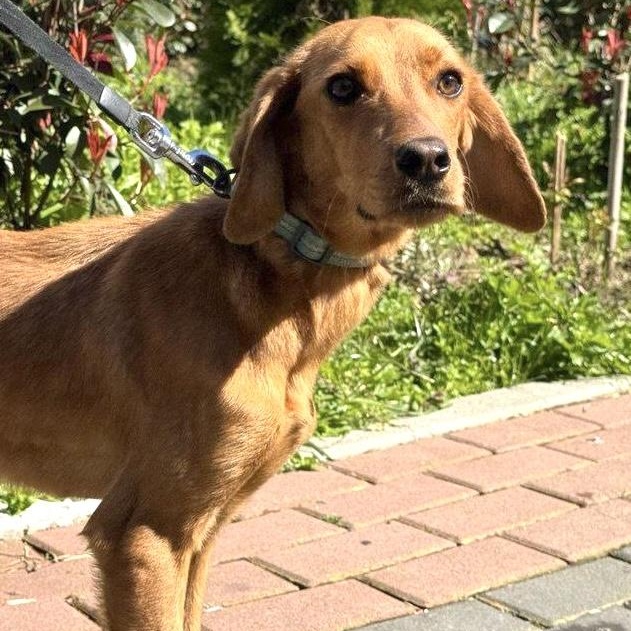 Sophie, Adoptable, Young Female Vizsla & Dachshund.