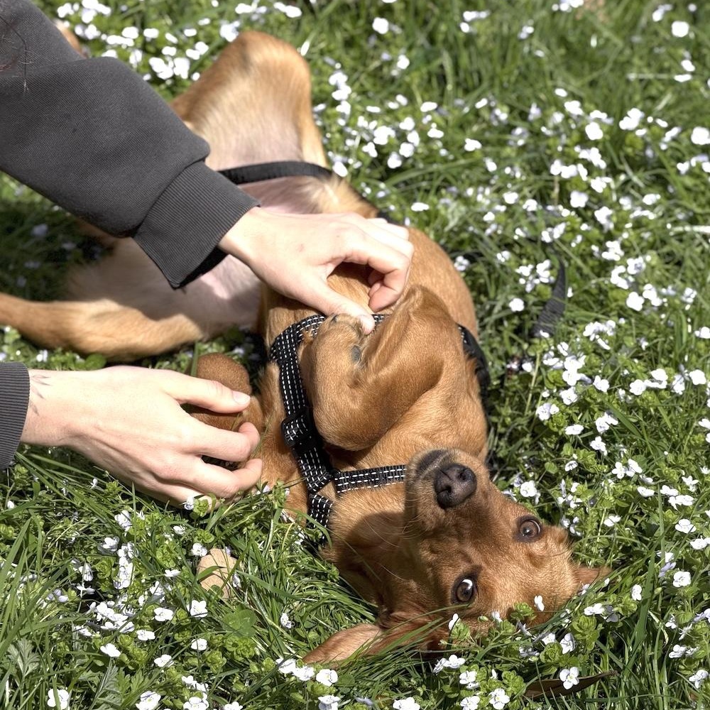 Sophie, a Adoptable mixed breed in Morristown, NJ image 6/6