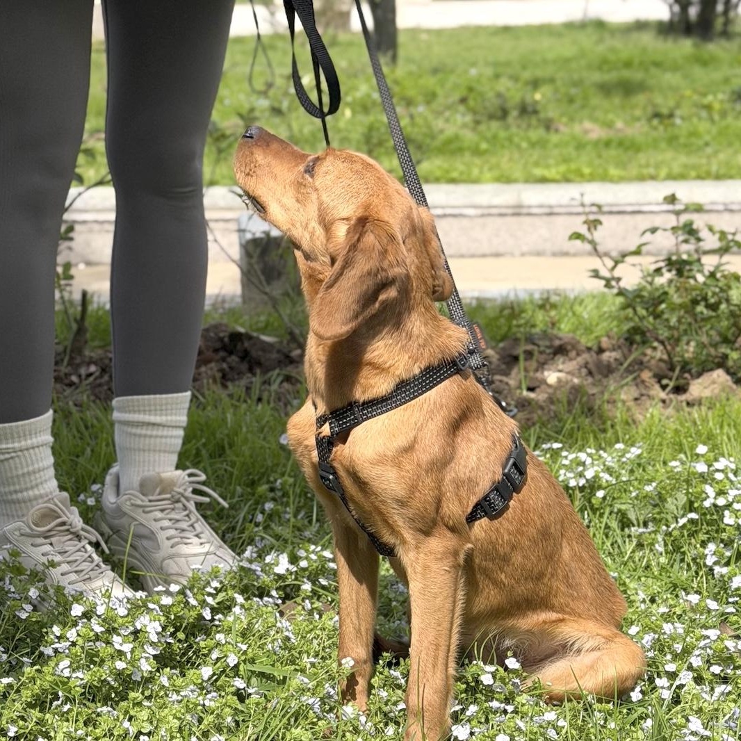 Sophie, a Adoptable mixed breed in Morristown, NJ image 5/6