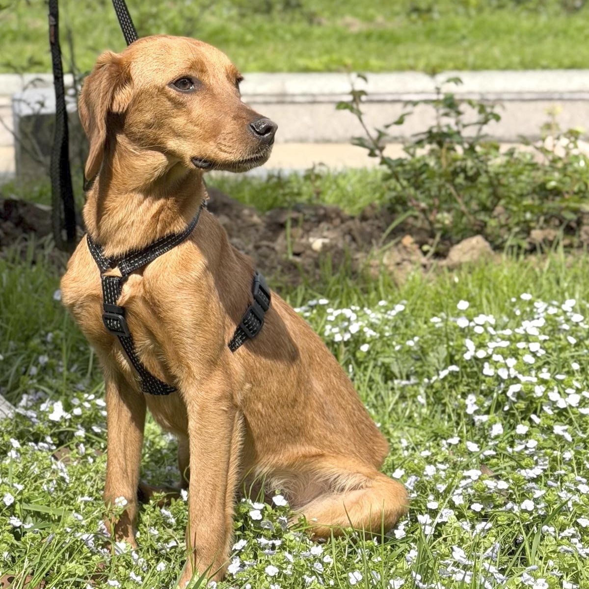Sophie, a Adoptable mixed breed in Morristown, NJ image 4/6