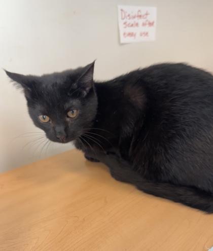 Billy, Adoptable, Young Male Domestic Short Hair & Domestic Short Hair.