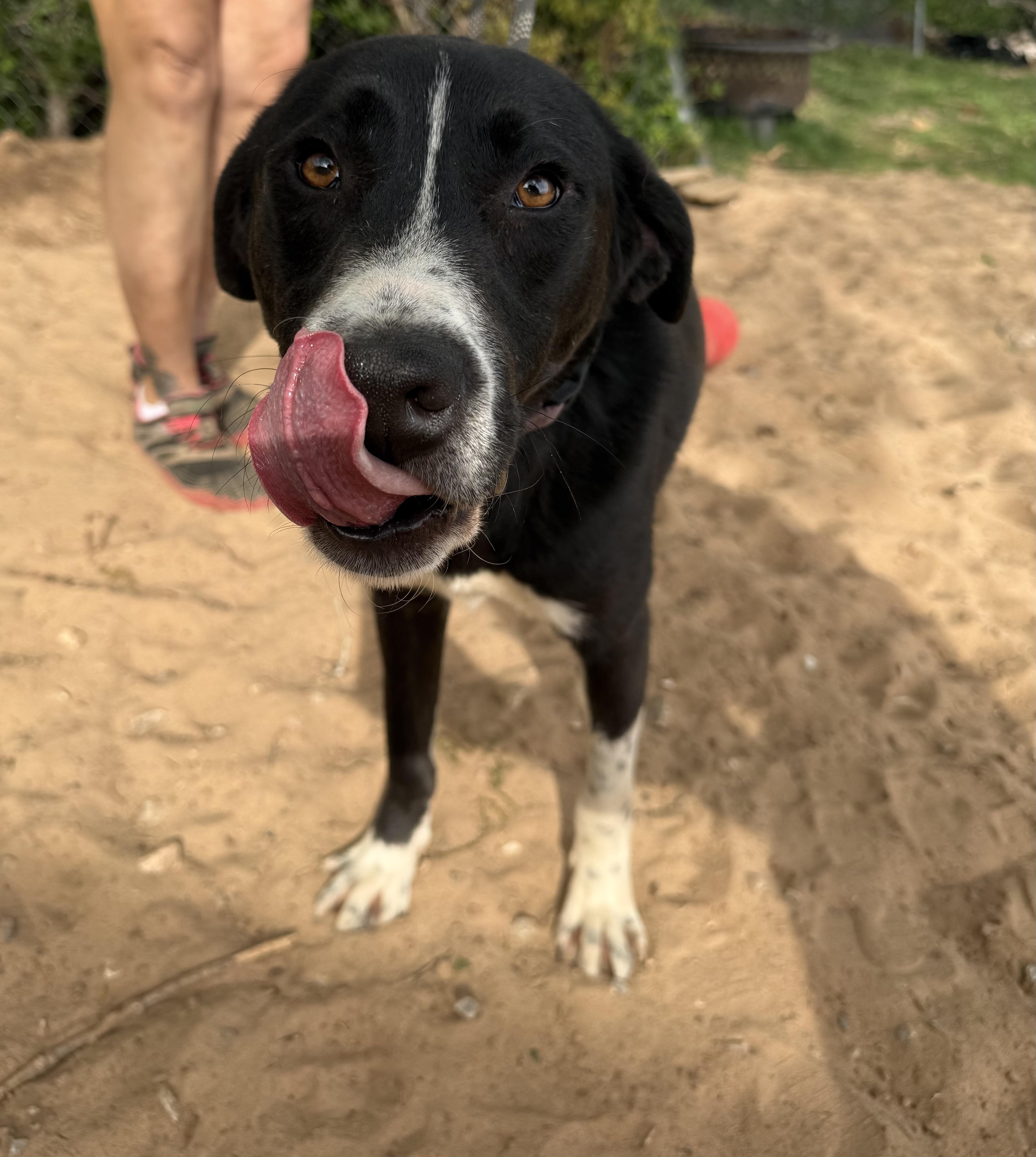 Blake Richard, Young Male Black Labrador Retriever