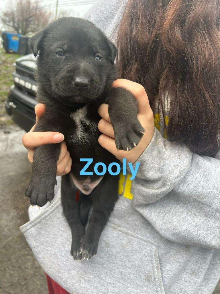 Zooly, Adoptable, Puppy Male Mixed Breed.