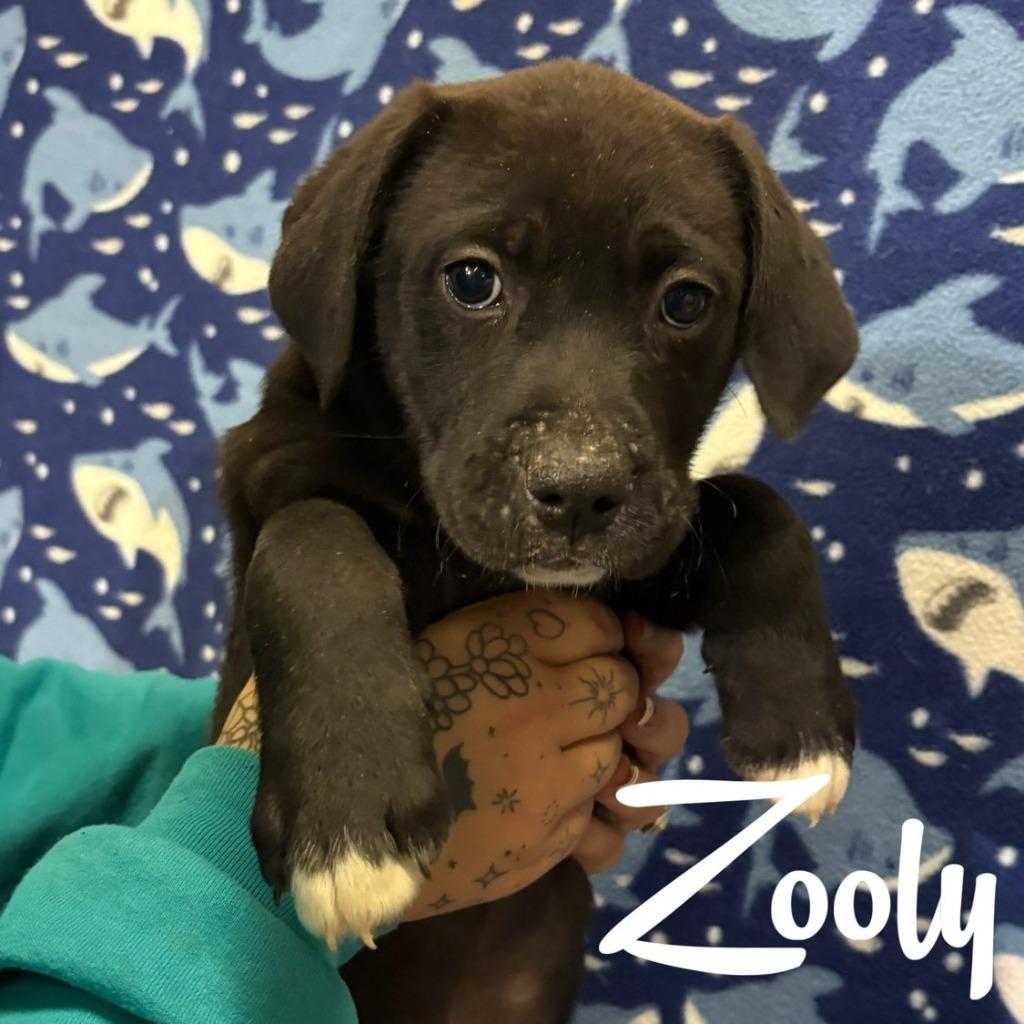 Enlarge Zooly, a Adoptable mixed breed in Hillsboro, OH image 2/2