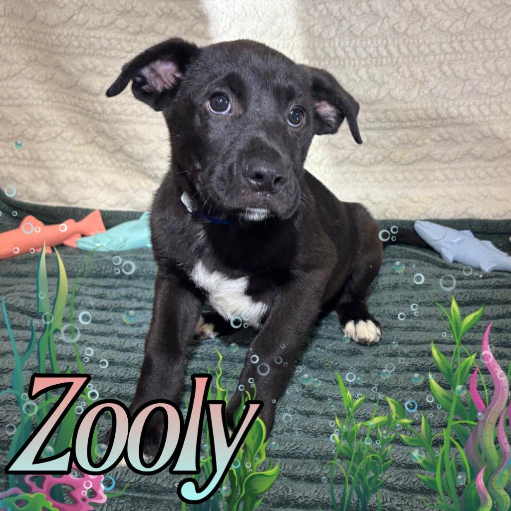 Enlarge Zooly, a Adoptable mixed breed in Hillsboro, OH image 3/3