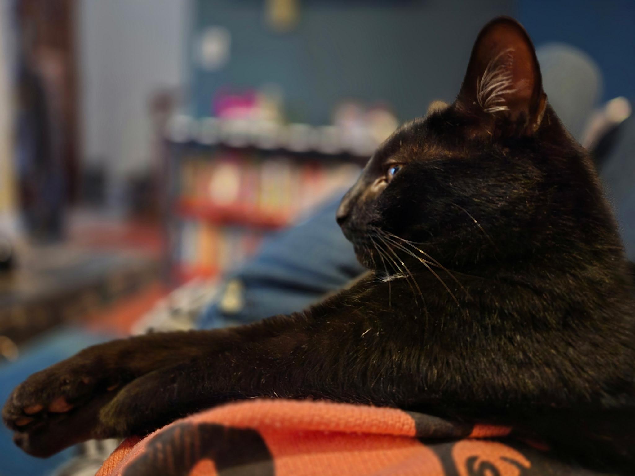 Barnaby — thumbnail 3