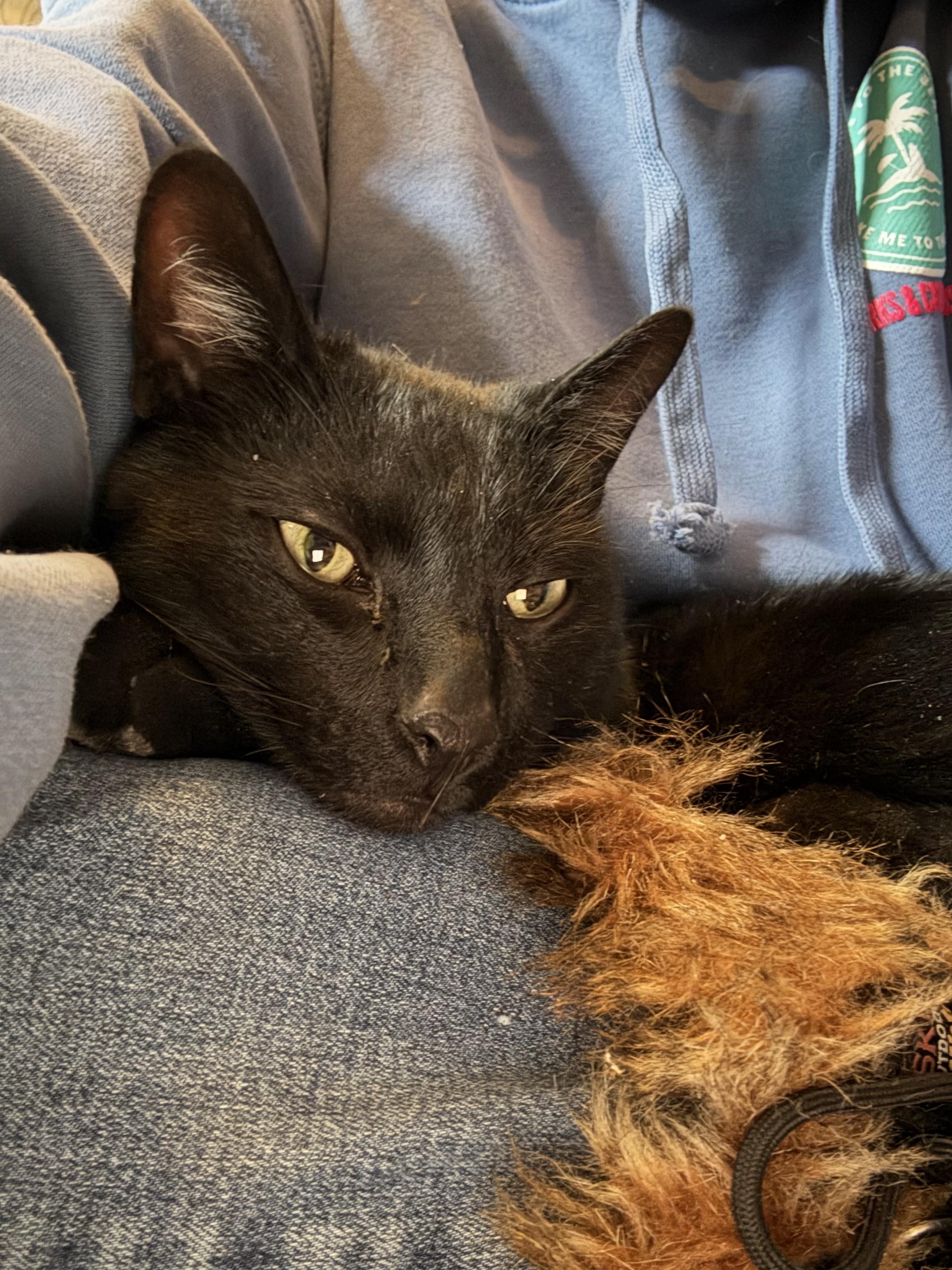 Barnaby — thumbnail 4