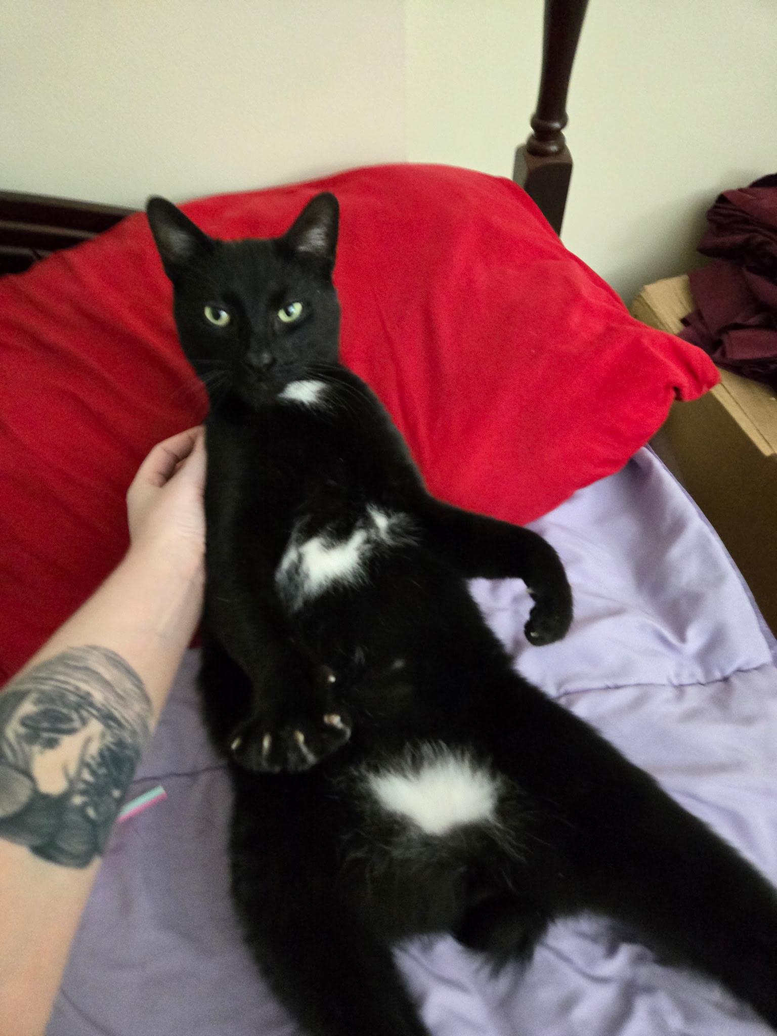 Barnaby — thumbnail 5