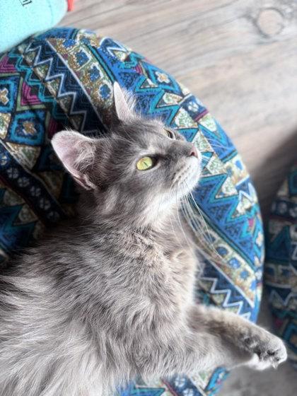 Bluebell, a Adoptable mixed breed in Columbus, IN image 1/3