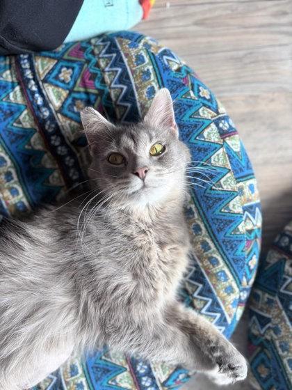 Bluebell, a Adoptable mixed breed in Columbus, IN image 3/3
