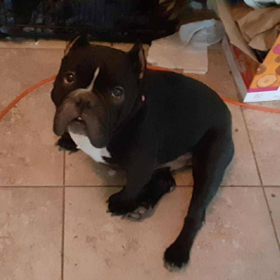 Penelope, an adopted mixed breed in Ann Arbor, MI image 1/6