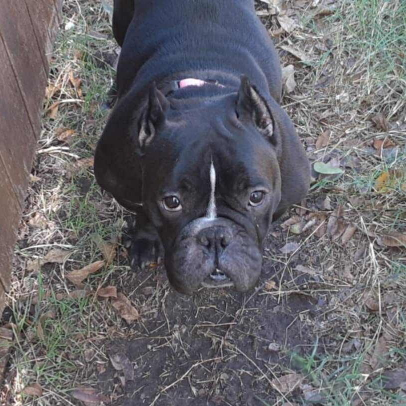 Penelope, an adopted mixed breed in Ann Arbor, MI image 4/6