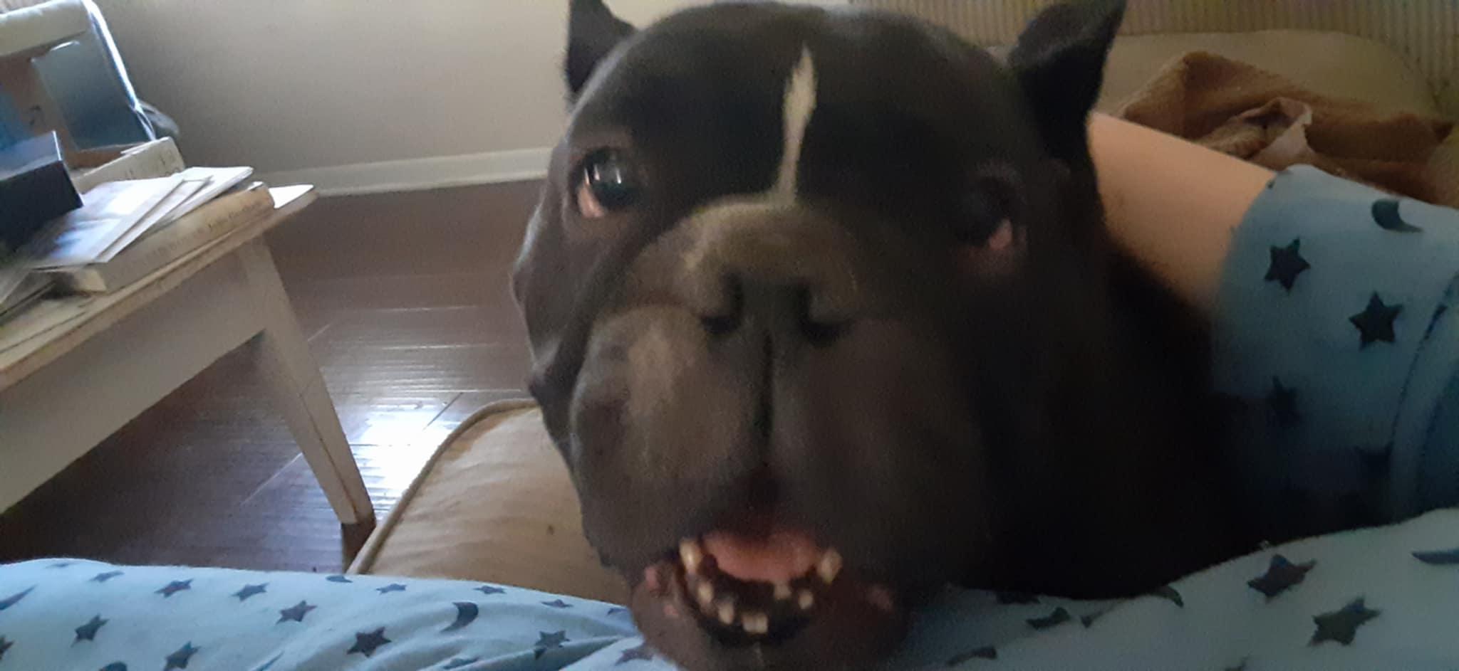 Penelope, an adopted mixed breed in Ann Arbor, MI image 5/6