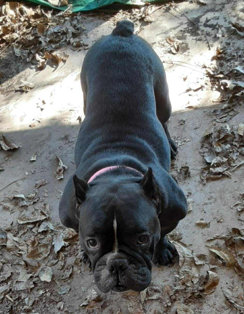 Penelope, an adopted mixed breed in Ann Arbor, MI image 2/6