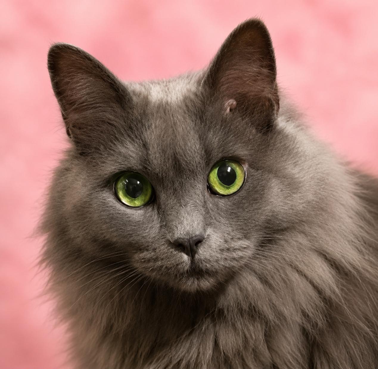 Pretty Girl, Adoptable, Young Female Domestic Long Hair.
