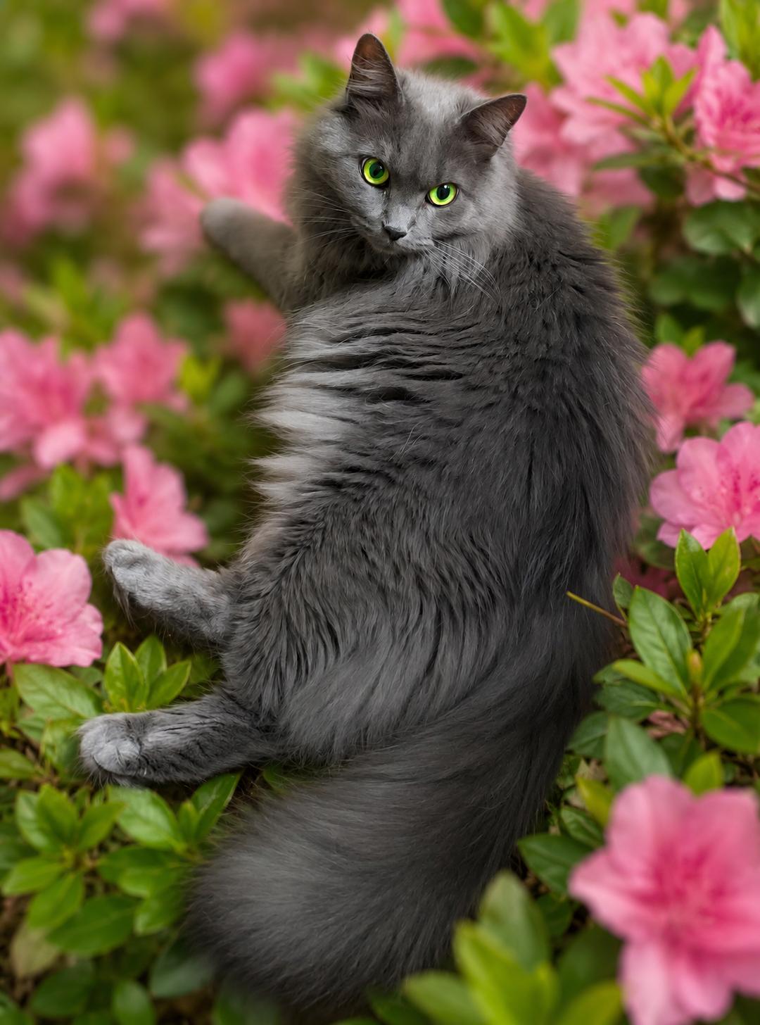 Enlarge Pretty Girl, a Adoptable Domestic Long Hair in Charlotte, NC image 3/4