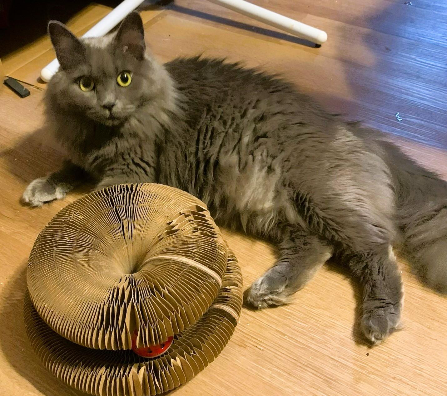 Enlarge Pretty Girl, a Adoptable Domestic Long Hair in Charlotte, NC image 4/4