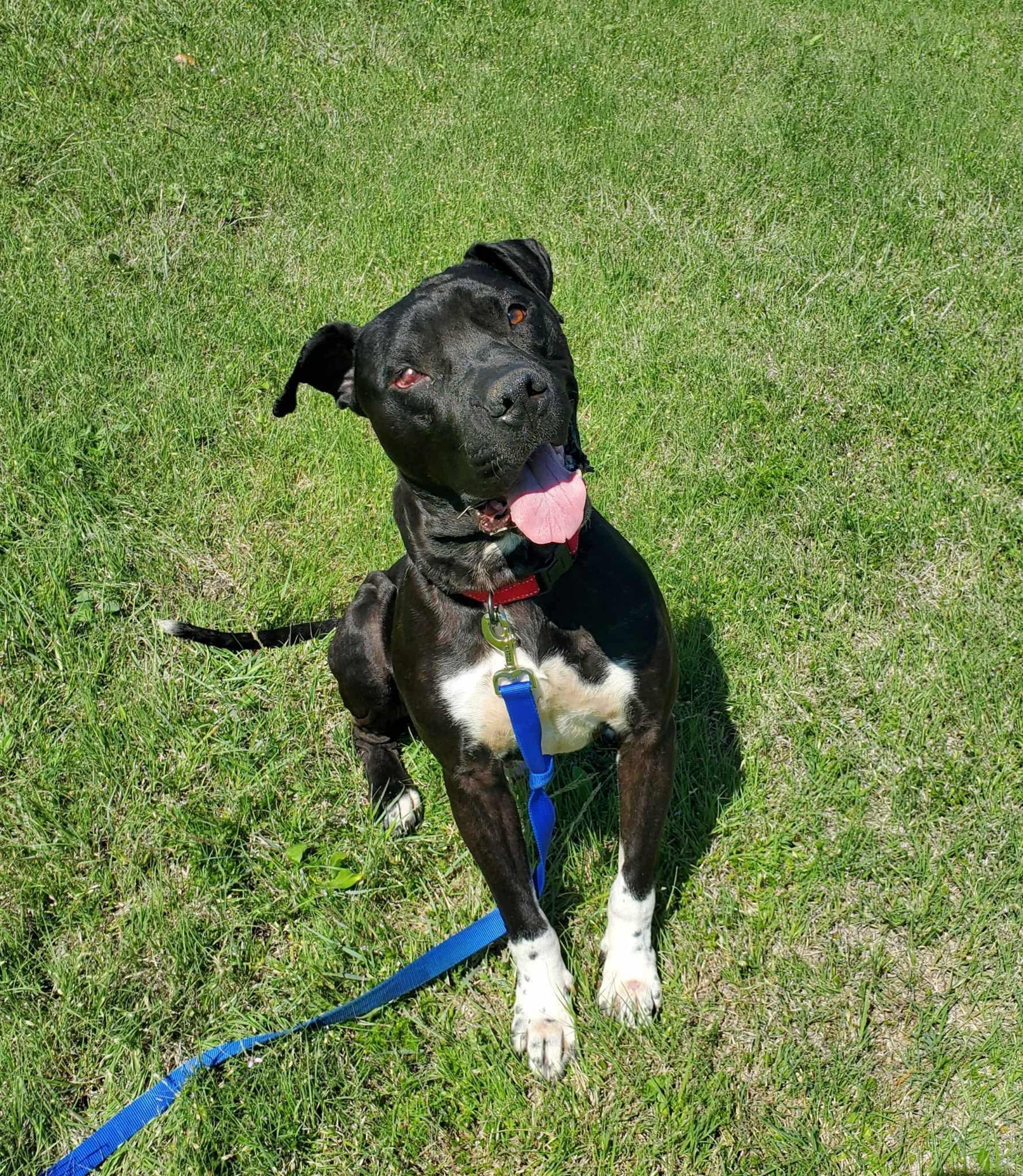 Enlarge Archer, a Adoptable mixed breed in Dallas, TX image 5/6