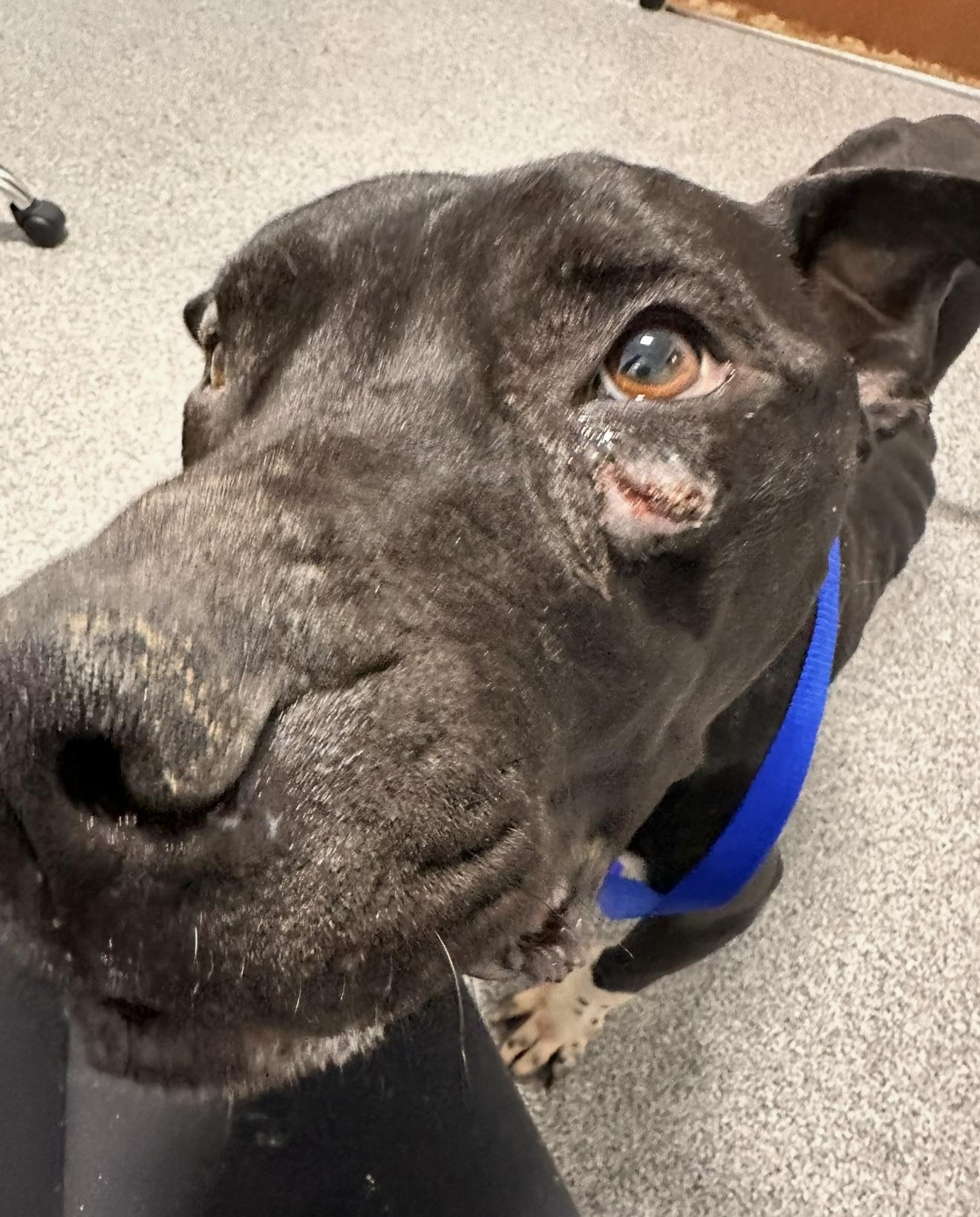 Enlarge Archer, a Adoptable mixed breed in Dallas, TX image 1/6