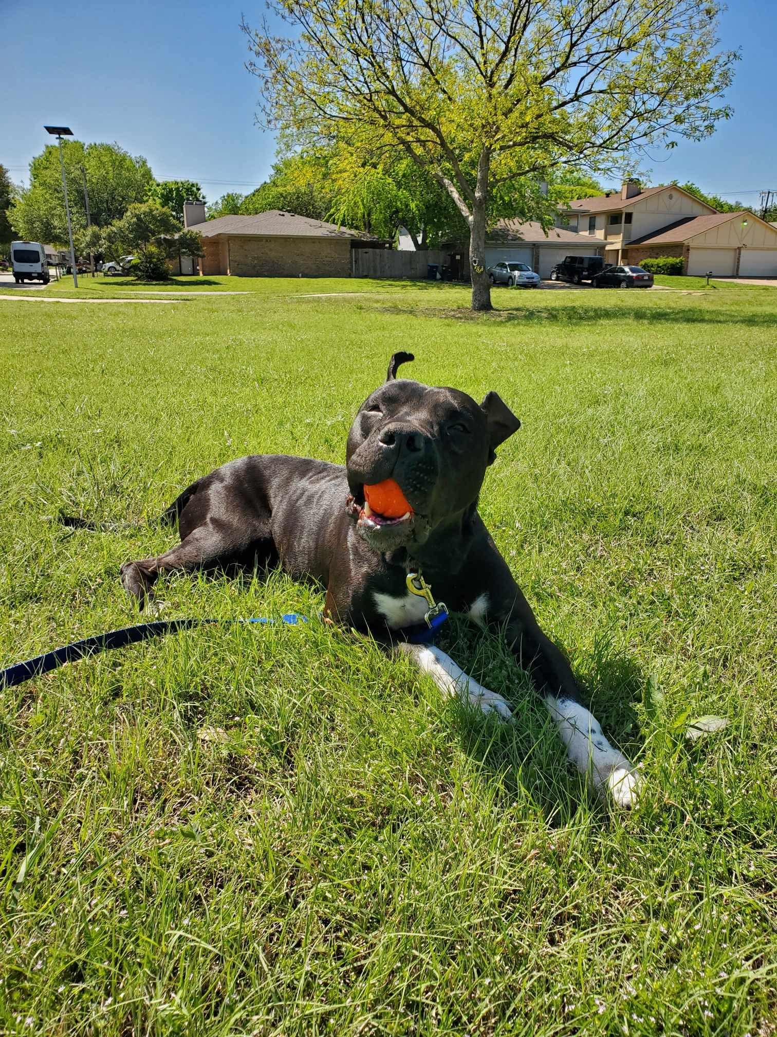 Enlarge Archer, a Adoptable mixed breed in Dallas, TX image 2/6
