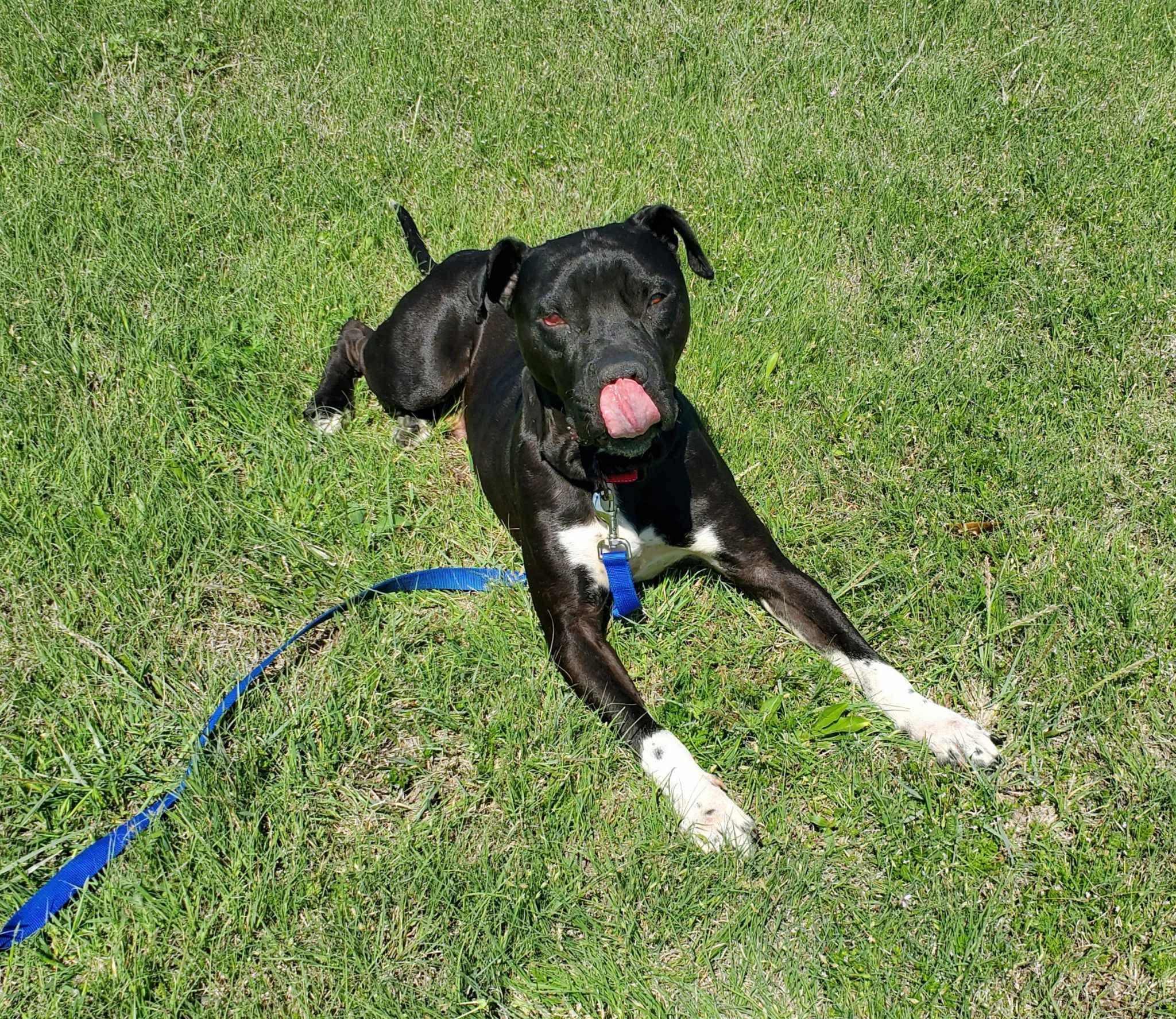 Enlarge Archer, a Adoptable mixed breed in Dallas, TX image 6/6