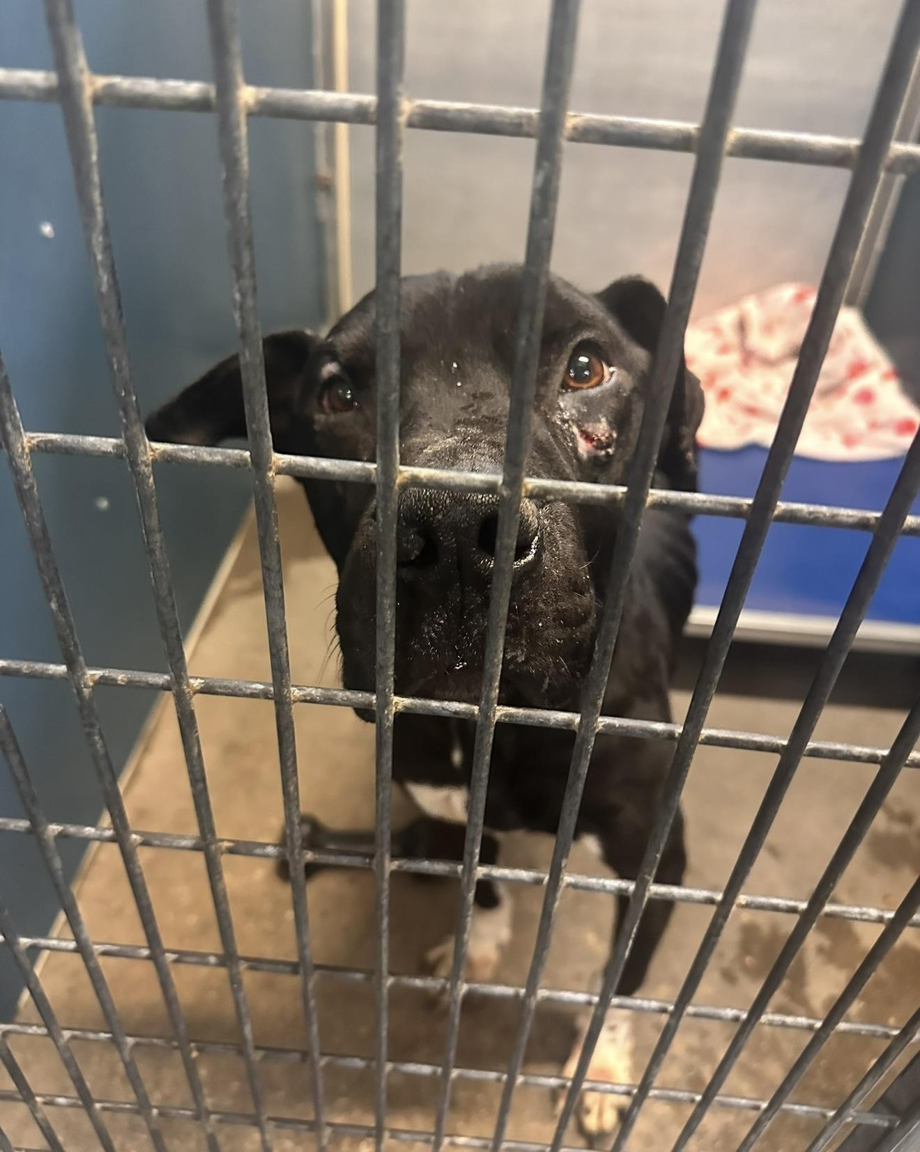 Enlarge Archer, a Adoptable mixed breed in Dallas, TX image 3/6