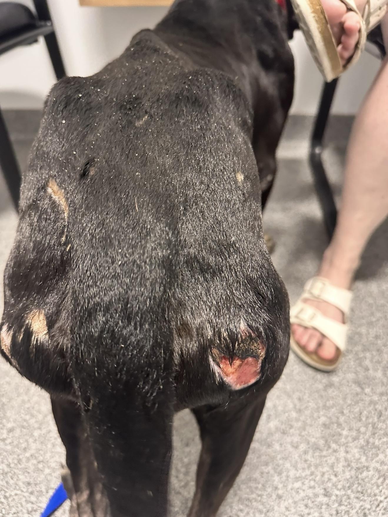 Enlarge Archer, a Adoptable mixed breed in Dallas, TX image 4/6