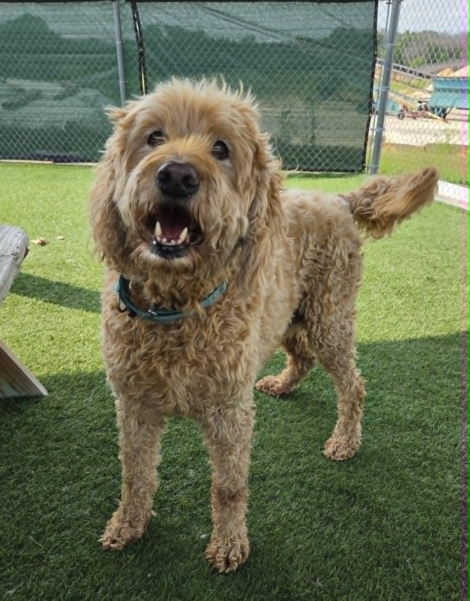Coby, a ADOPTABLE mixed breed in Sparta, WI image 5/6