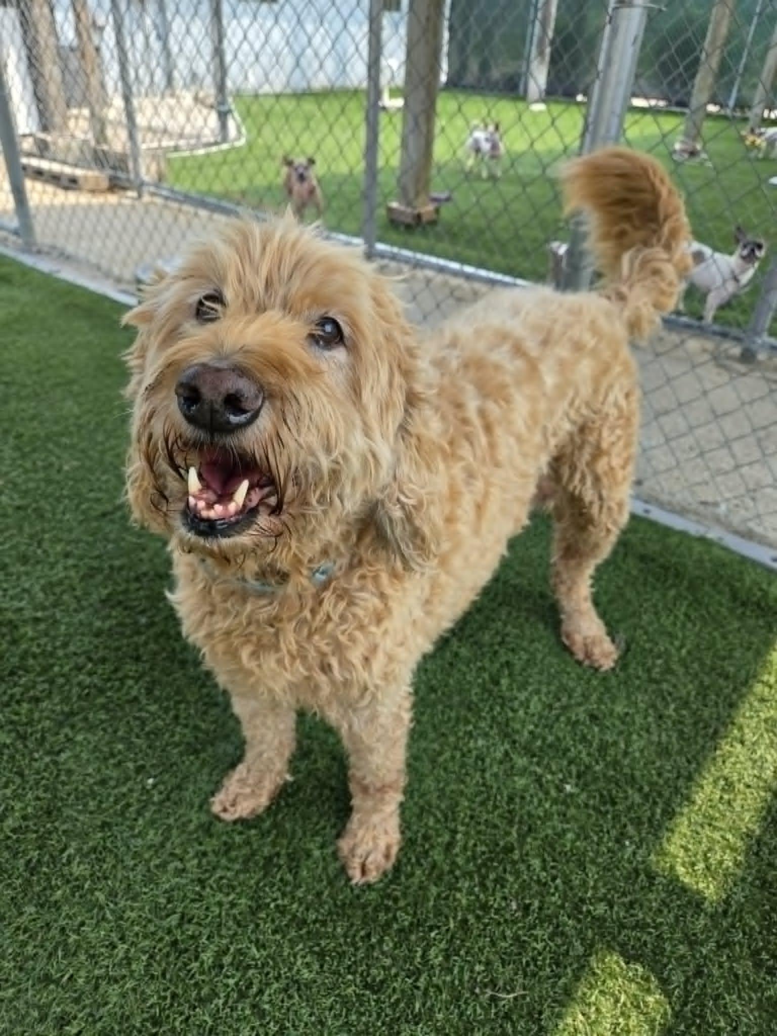 Coby, a ADOPTABLE mixed breed in Sparta, WI image 4/6