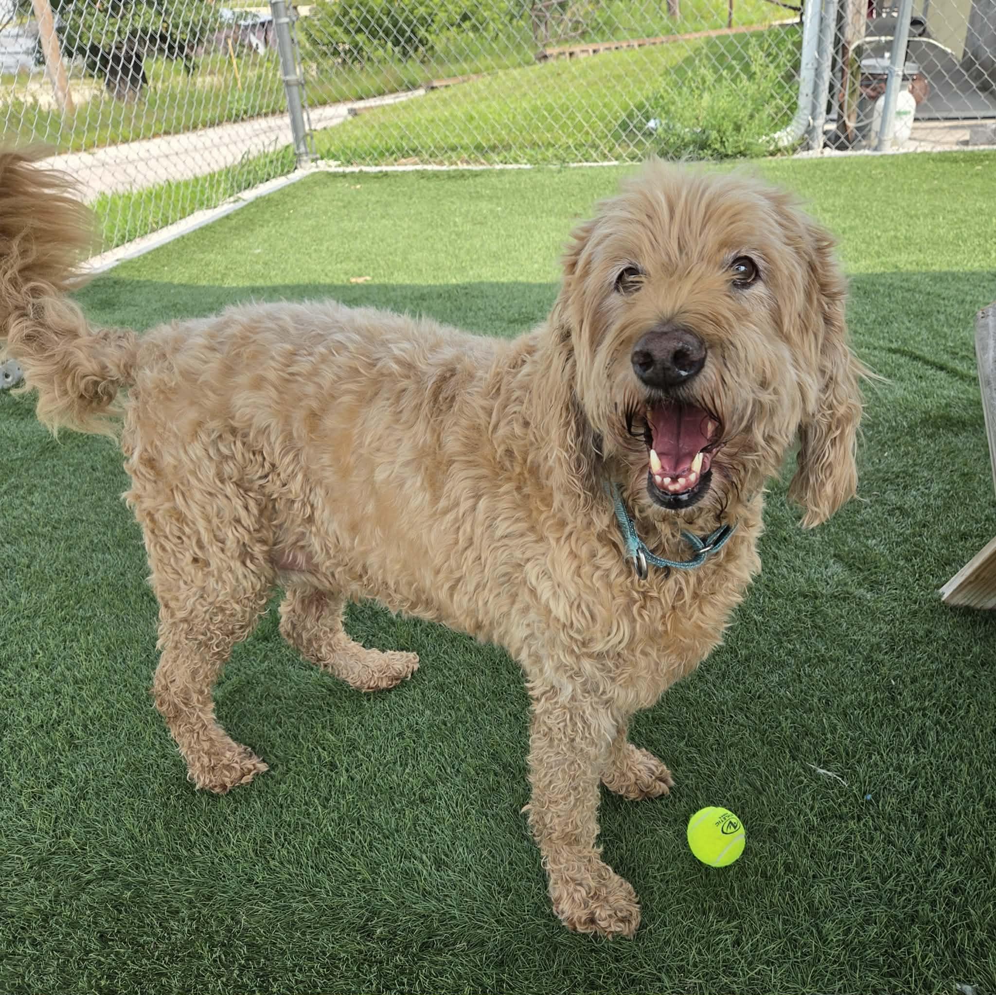 Coby, a ADOPTABLE mixed breed in Sparta, WI image 6/6