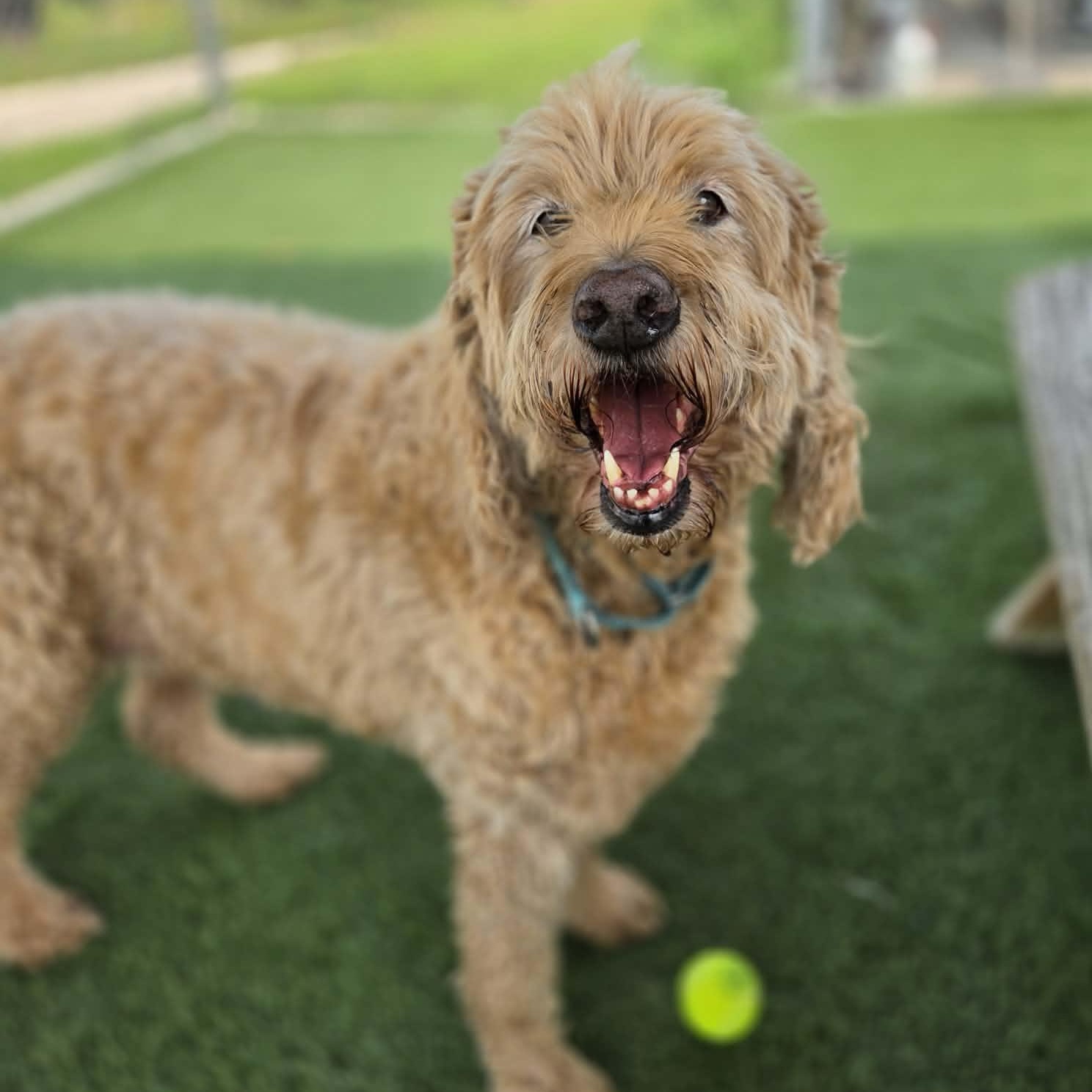 Coby, a ADOPTABLE mixed breed in Sparta, WI image 1/6