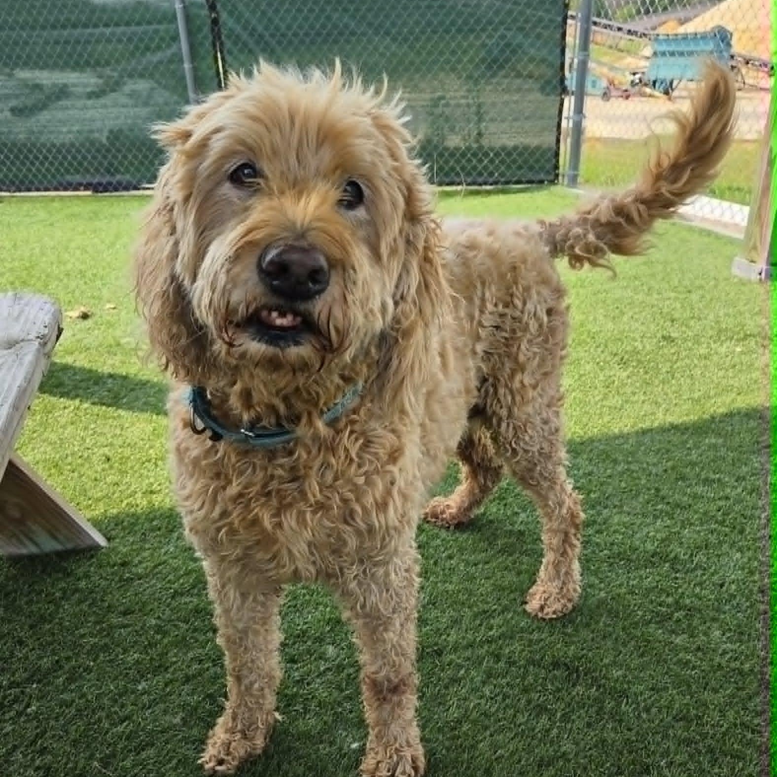 Coby, a ADOPTABLE mixed breed in Sparta, WI image 2/6