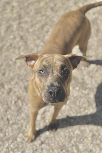 Enlarge Mookie, a Adoptable mixed breed in Gray, LA image 1/3