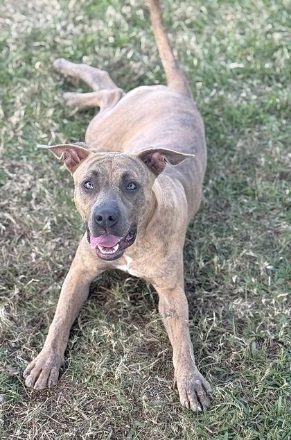Enlarge Mookie, a Adoptable mixed breed in Gray, LA image 2/3
