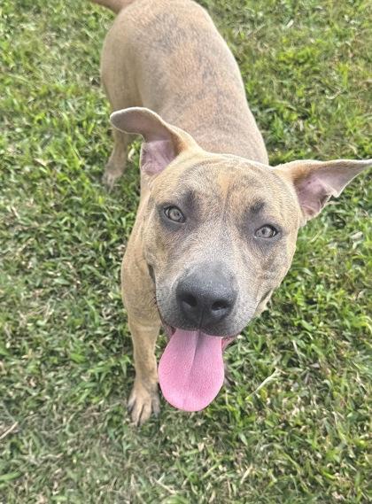 Enlarge Mookie, a Adoptable mixed breed in Gray, LA image 3/3