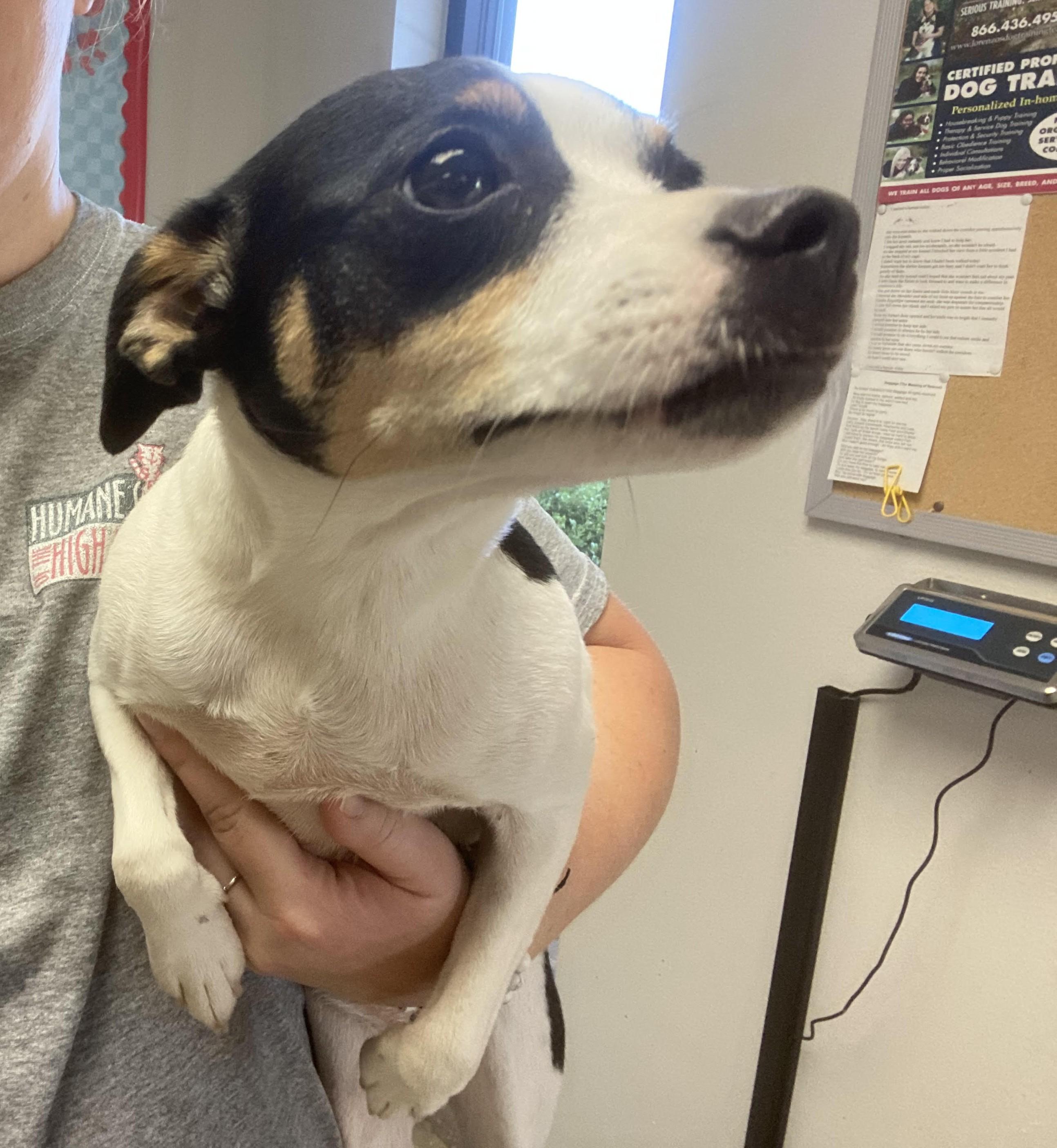 Enlarge Stray Rat Terrier, a ADOPTABLE Rat Terrier in Hays, KS image 1/1